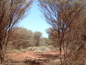 Mulga, one of my favourite trees; grey leaves, red sand, really tough drought tolerant physiology