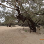 Day 56 6 June Innamincka to the Dig Tree 71 km