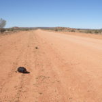 Day 35 16 May Kulgera Roadhouse to Finke Gorge and another broken spoke, 105 km