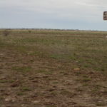 Day 74 24 June The Kensington Hill and a Muttaburrasaurus