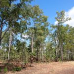 DAY 55 11 AUGUST LEAVING KAKADU, MOUNT BUNDY AND GUNS