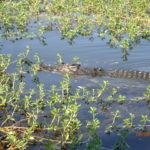 DAY 53 9 AUGUST KAKADU COOINDA RESORT CROCODILE TOURS, ABORIGINAL HISTORY AND ICE CREAMS