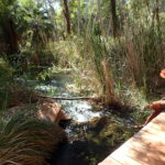 Day 14 30 July Millstream NP; an oasis of clear flowing springs