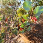 DAY 26 Tanami Tootle to 23km south of The Granites goldmine 69.9km